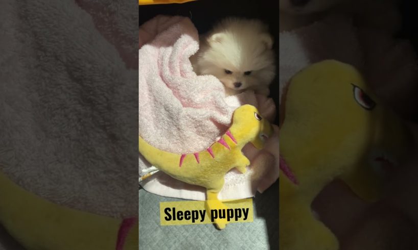 The cutest puppy in the world |  sleepy dog #puppy #pomeranian #pets #