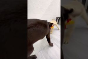 The cutest puppy playtime 🐶✨