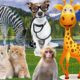 The life of familiar animals dog, cow, horse, cat, chicken, elephant, monkey, pig