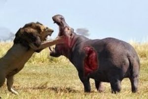 The most incredible wild animal battles captured on camera l Hippo vs Lion and Elephant Fight l