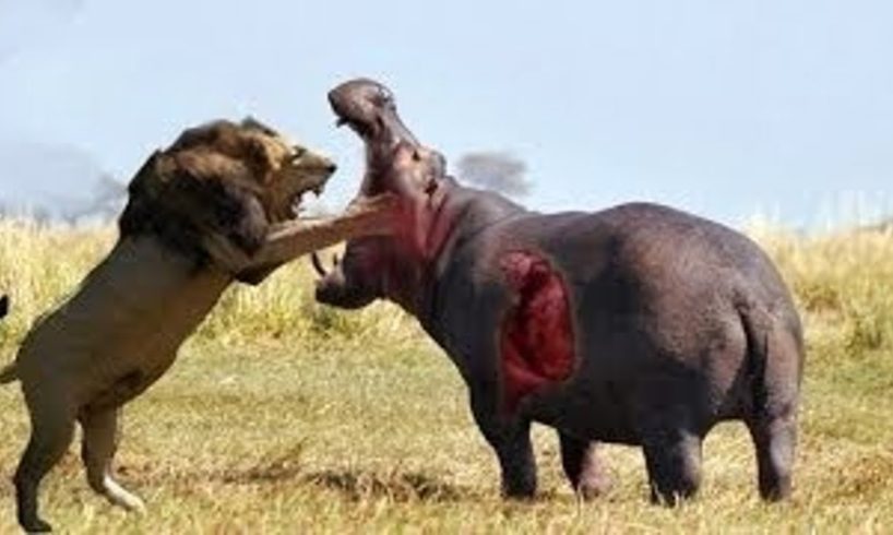 The most incredible wild animal battles captured on camera l Hippo vs Lion and Elephant Fight l
