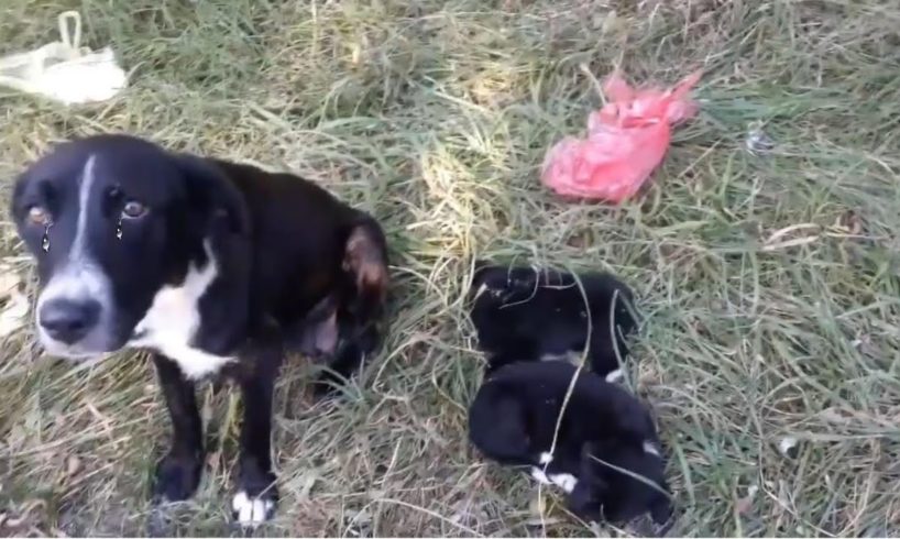 The mother dog looking at us with shedding tear begging us for help her puppies laid on the ground