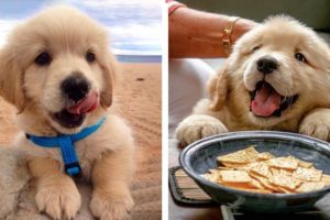😍 These Adorable Cute Golden Retriever Make Me Watch And Enjoy Every Day💖 | Cute Puppies