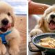 😍 These Adorable Cute Golden Retriever Make Me Watch And Enjoy Every Day💖 | Cute Puppies