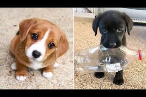 🤩These Adorable Cute Puppies Make You Happy All Day🐶| Cute Puppies #shorts