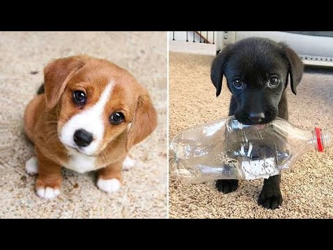 🤩These Adorable Cute Puppies Make You Happy All Day🐶| Cute Puppies #shorts