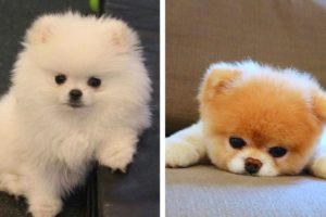 😍These Adorable Puppies Will Make Your Day Happy🐶| Cute Puppies
