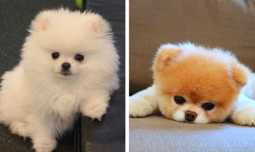 😍These Adorable Puppies Will Make Your Day Happy🐶| Cute Puppies