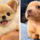 These Puppies are So Cute!🥰😋 Let's see What this Puppies is Doing 😍| Cute Puppies