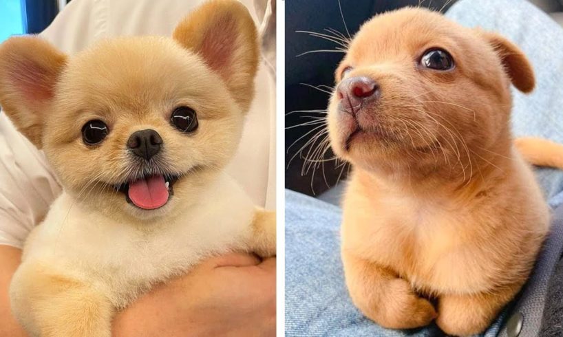 These Puppies are So Cute!🥰😋 Let's see What this Puppies is Doing 😍| Cute Puppies
