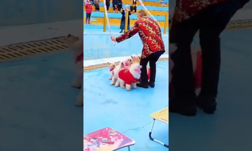 They are so talented π³ππ #dog #dogvideos#cuteanimals #animalsvideo #cutest#puppies#puppy