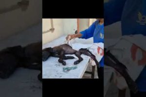 They found a poor dog on street with an injury was blooding out