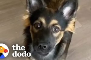 This Baby Husky Thinks She's Invisible | The Dodo