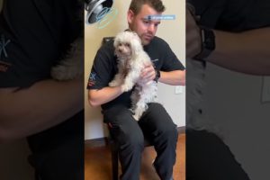 This Guy Is An Animal Chiropractor 😮 | The Dodo
