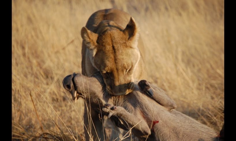 This Video of a Wild Animal Fighting is So Rare, You Will SHOCK Your Friends