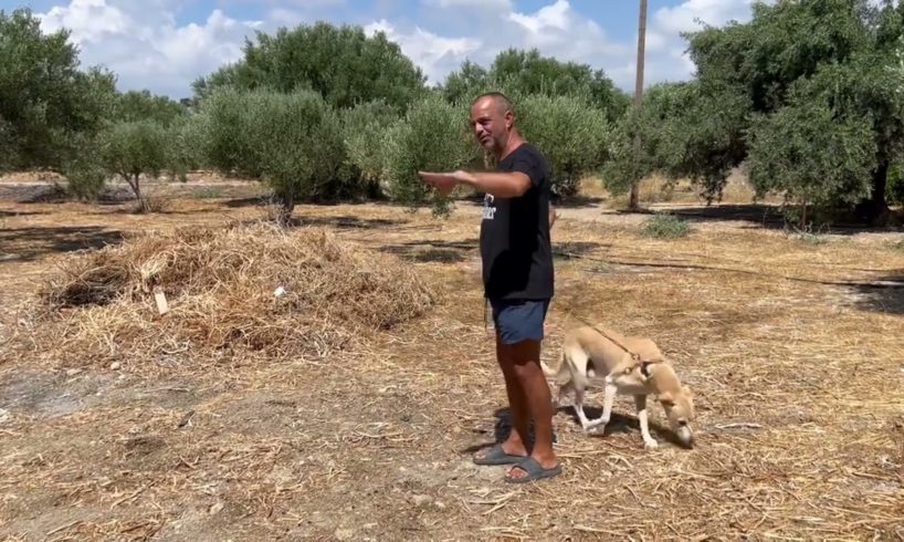 This dog was all his life Locked in a chain ,15 years! - Takis Shelter