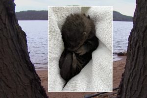 Three-Legged Dog Rescues Baby Otter From St. Croix River