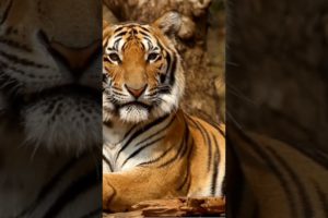 Tiger shroff The Animals jungler Wildlife Amazon and sweet 😜...