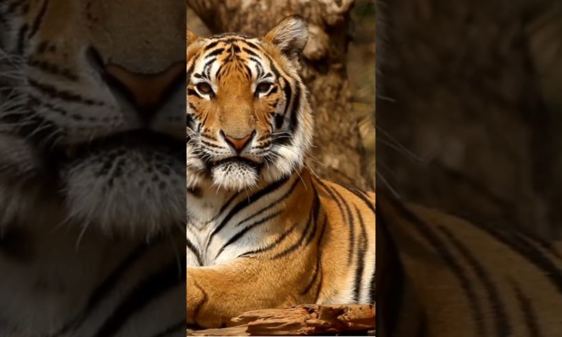 Tiger shroff The Animals jungler Wildlife Amazon and sweet 😜...