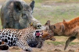 Top 10 Animals Fighting - Most Amazing Moments Of Wild Animal Fight! Zoopedia Tour #animalfight