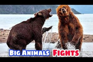 Top 10 Animals Fights Caught on Camera || Wild Animals Battles || Animal Fight Video