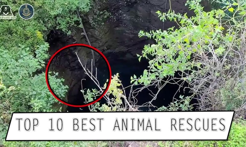 Top 10 Best Animal Rescues That Will Make Your Heart Melt