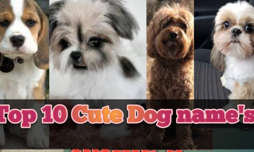Top 10 cutest puppies in the world 2022#Best puppies#Cute dog names#Cutest dog in the world 2022
