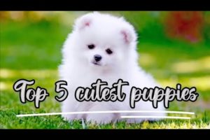 Top 5 cutest Puppies #puppylove #puppy #cute  #dogs