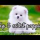 Top 5 cutest Puppies #puppylove #puppy #cute  #dogs
