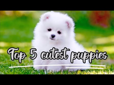 Top 5 cutest Puppies #puppylove #puppy #cute #dogs
