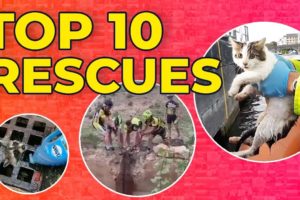 Top Animal Rescues | Storyful