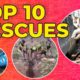 Top Animal Rescues | Storyful