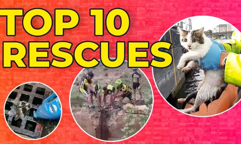 Top Animal Rescues | Storyful