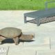 Tortuga mordedora gigante hace su nido en el patio de una familia | Corazones Salvajes | El Dodo