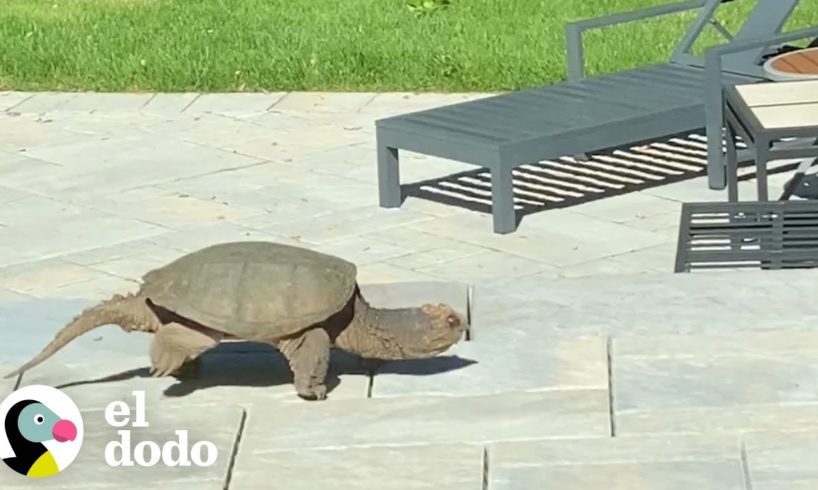 Tortuga mordedora gigante hace su nido en el patio de una familia | Corazones Salvajes | El Dodo