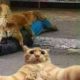 Try Not To Laugh Cats And Dogs - Video Of The FUNNIEST ANIMALS On Earth