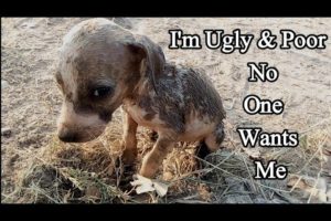 Trying to save life of poor PUPPY rescue #32 #puppy
