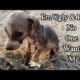 Trying to save life of poor PUPPY rescue #32 #puppy