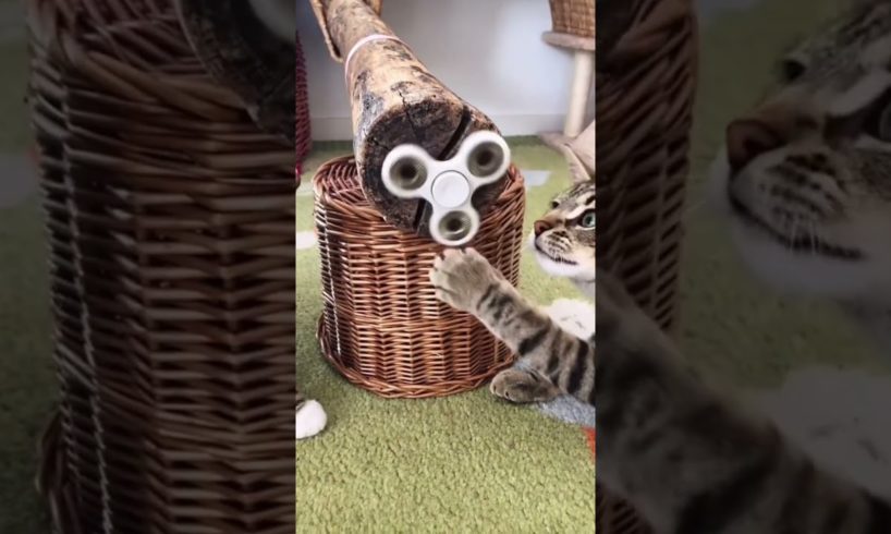 Two Cats Playing with Fidget Spinners #funnycats #cat #funny #animals #viral #shorts