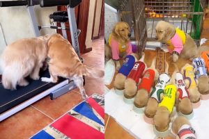 Two golden retrievers compete for the treadmill😠Cute puppies eat together🍲
