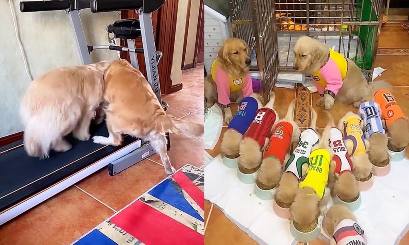 Two golden retrievers compete for the treadmill😠Cute puppies eat together🍲