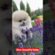 Ultimate Compilation of Funny DOGS & Cute PUPPIES! 🐶🐶#shorts #youtubeshorts #shortvideo #awwanimals