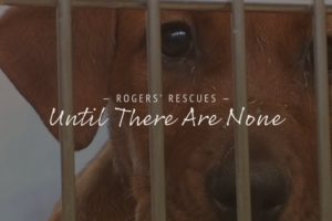Until There Are None | Dog Rescue Documentary