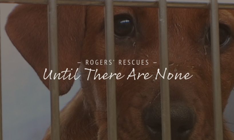 Until There Are None | Dog Rescue Documentary