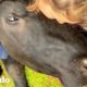 Vaca rescatada exige la atención de su mamá | Almas Gemelas | El Dodo