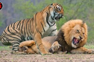 WHO GET INJURED - TIGER FIGHTS AGAINST STRONGEST ANIMALS