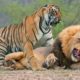 WHO GET INJURED - TIGER FIGHTS AGAINST STRONGEST ANIMALS