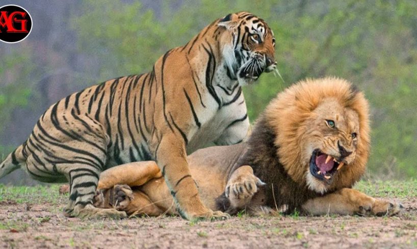 WHO GET INJURED - TIGER FIGHTS AGAINST STRONGEST ANIMALS