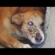 WOW ! ! Poor Dog Looking For Food When i Found Him (Animal Rescue Video)