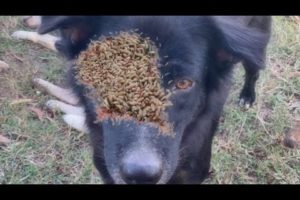 WOWW ! !  Stray Dog Can't Wait To Eat When he Sees Me / Animal Rescue Video 2022